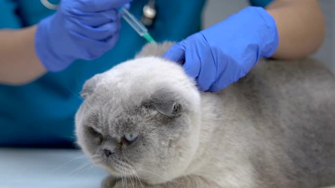 兽医对心怀不满的猫进行常规注射，宠物疫苗接种，医疗保健