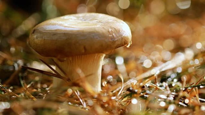 阳光充足的森林里的蘑菇牛肝菌。