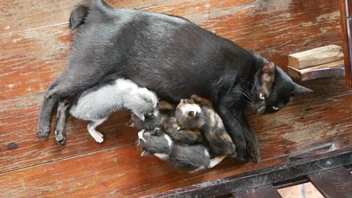 妈妈猫喂她的小猫