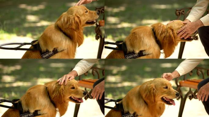 雄性手抚摸导盲犬，听话的宠物在公园与盲人主人休息