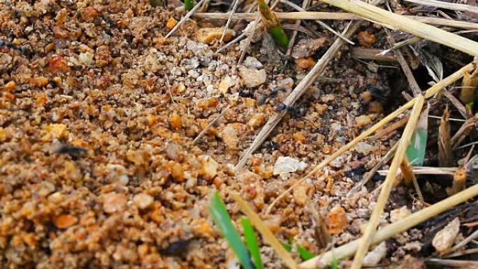 蚂蚁们正在用船舱里的小沙子建造它们的房子。