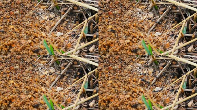 蚂蚁们正在用船舱里的小沙子建造它们的房子。