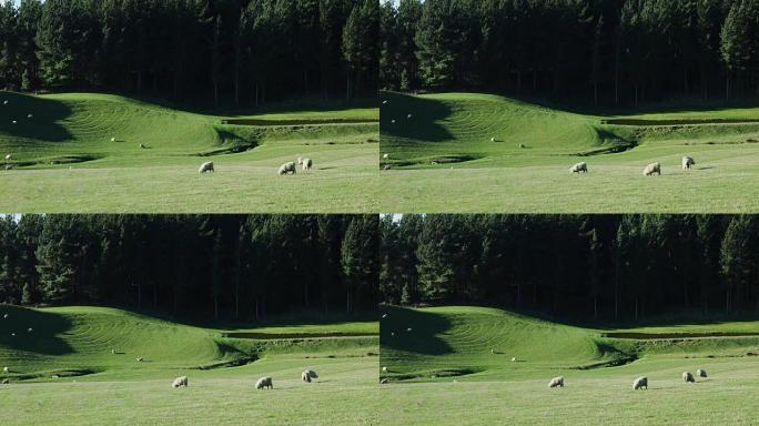 新西兰的绵羊畜牧业草原草坪小羊