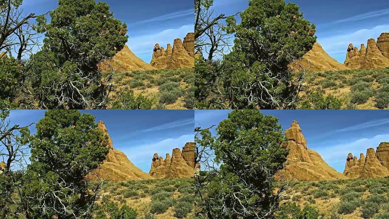 犹他杜松树在砂岩鳍前。美国犹他州魔鬼花园的红岩地层。XXXL缝合全景。