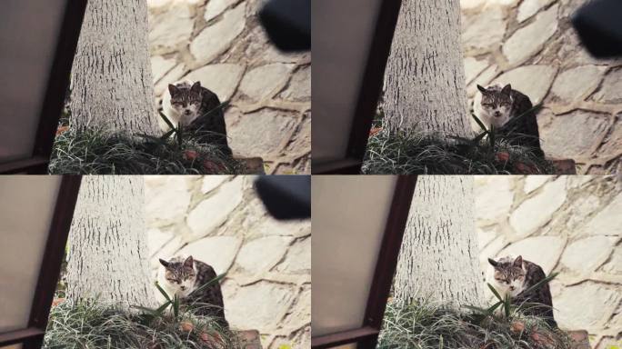 猫咪梳理毛发小猫