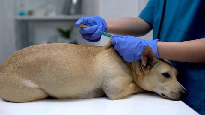 专业兽医医生注射狗疫苗，年度宠物程序，保健