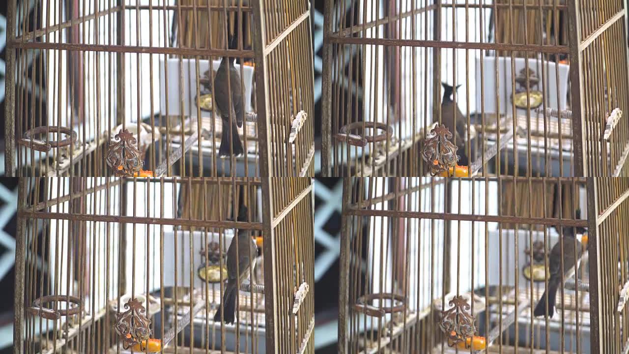 红须的bulbul鸟在笼子里找到了自由