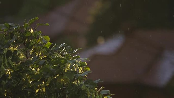 夏季风暴夏季风暴