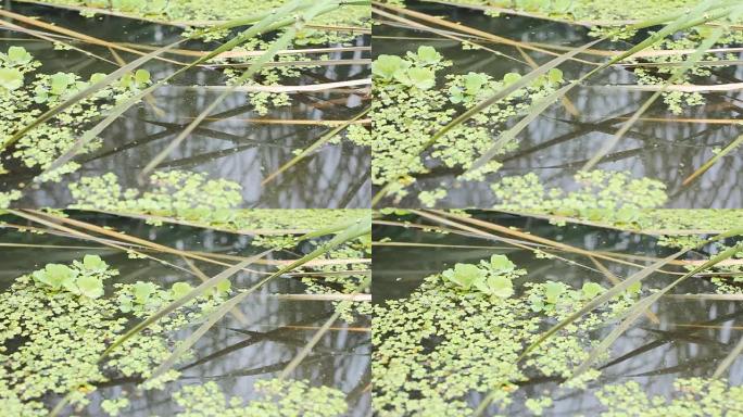 高清多莉: 河流中水生植物的细节。