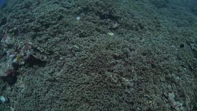 著名的潜水点熔岩流与健康的硬珊瑚