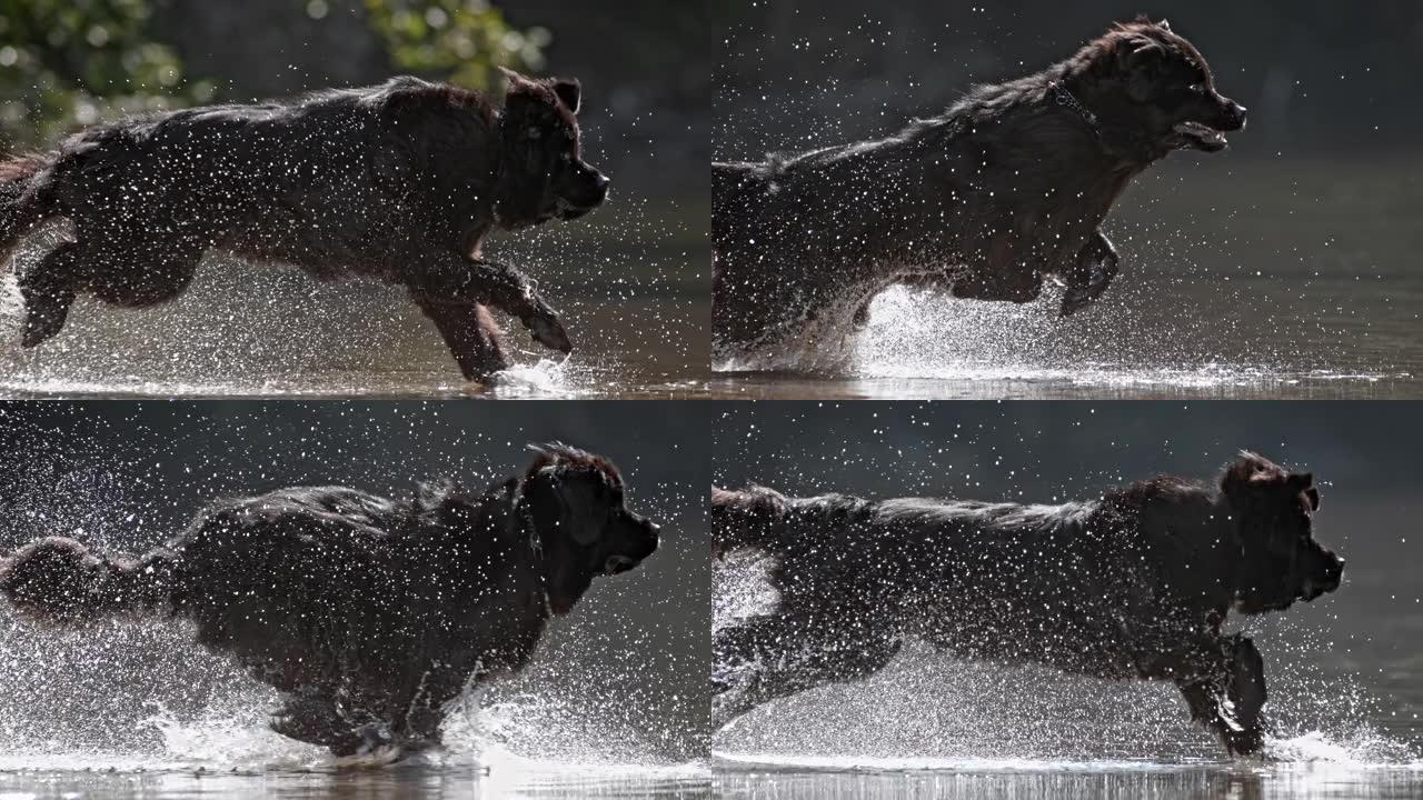 纽芬兰狗在水上奔跑
