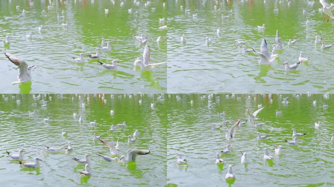 清水面多姿多彩的海鸥慢动作