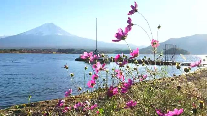 日本奥图姆的宇宙花和富士山