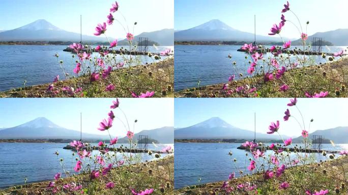 日本奥图姆的宇宙花和富士山