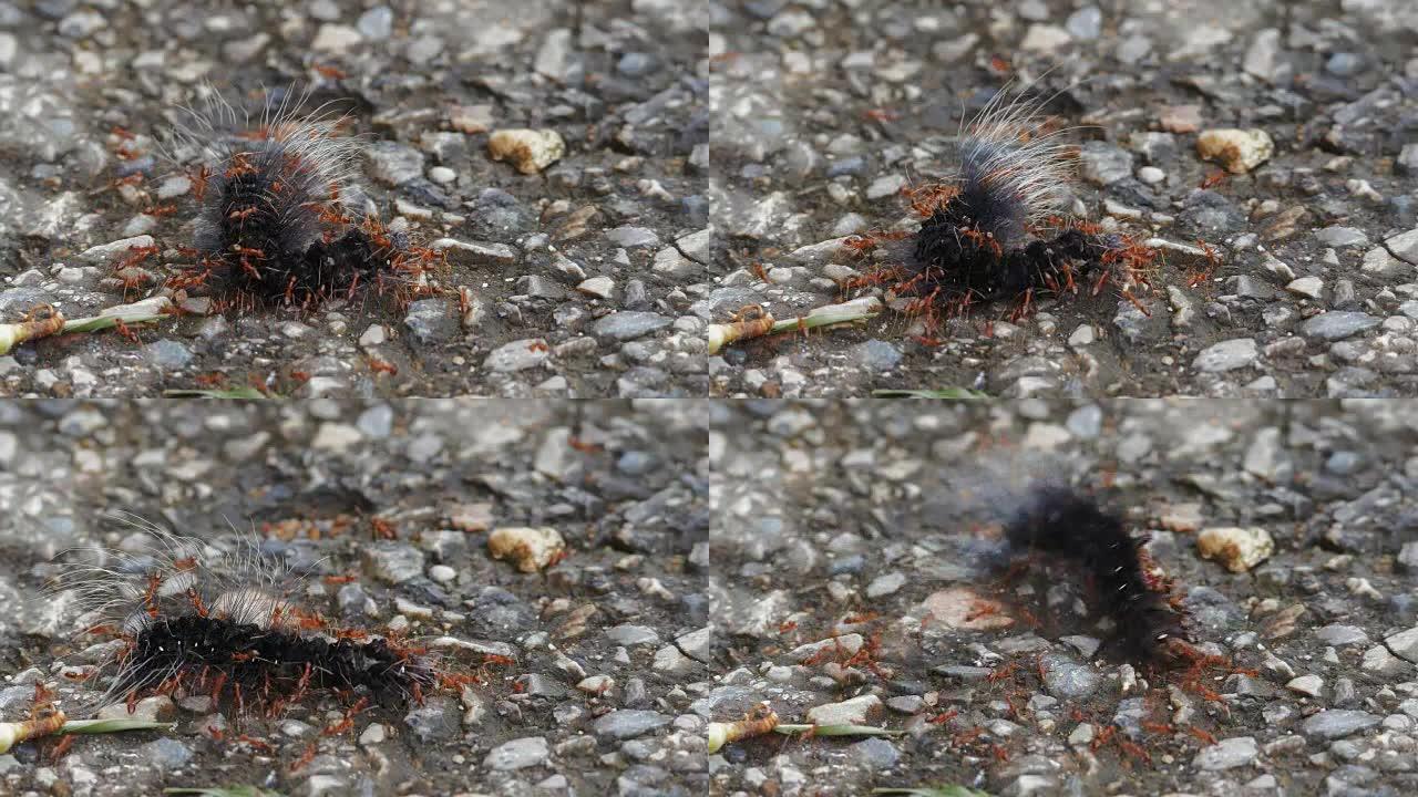红蚂蚁正在与蠕虫搏斗并吃掉它