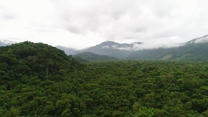 马塔大西洋-巴西的大西洋森林