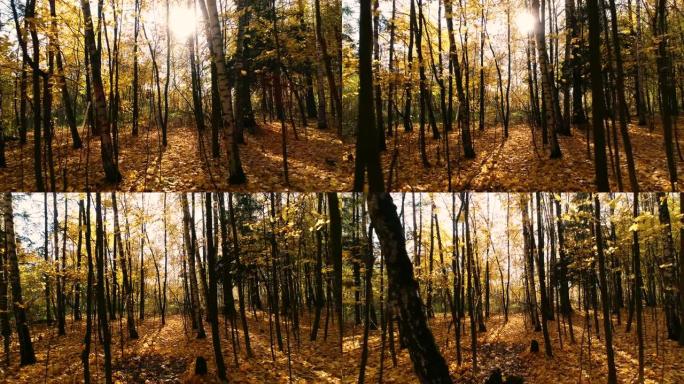 彩色秋天森林木材