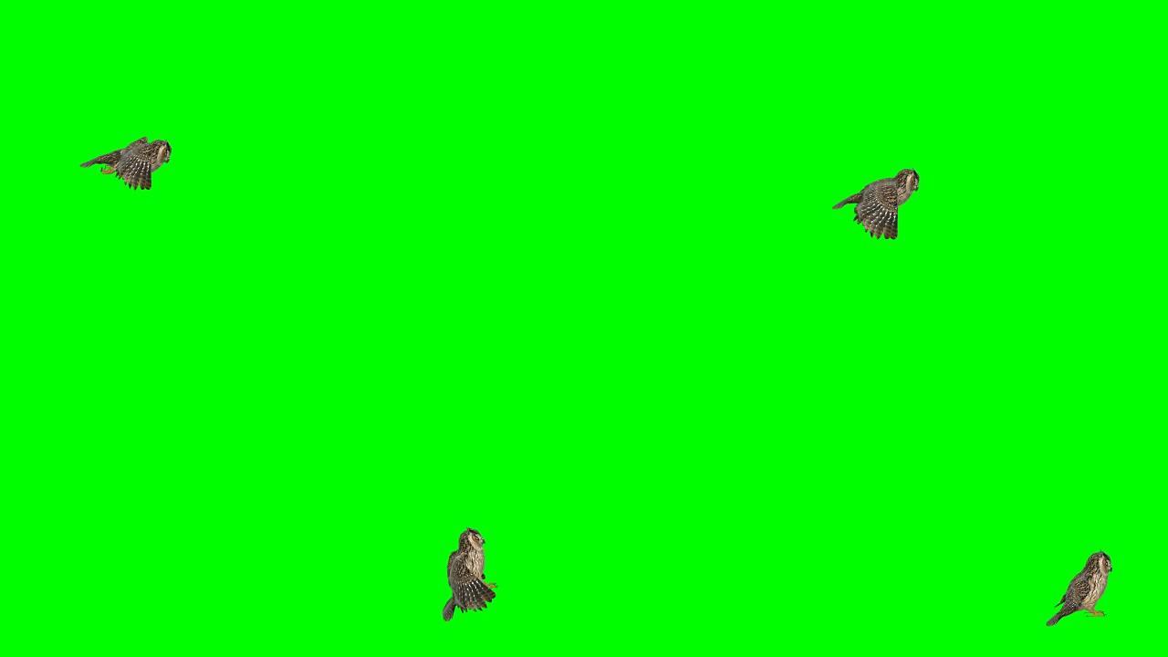 猫头鹰着陆绿屏 (可循环)