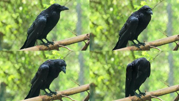 普通渡鸦 (Corvus corax)，又称北渡鸦，是一种大型全黑雀形目鸟类。在北半球发现，它是所有