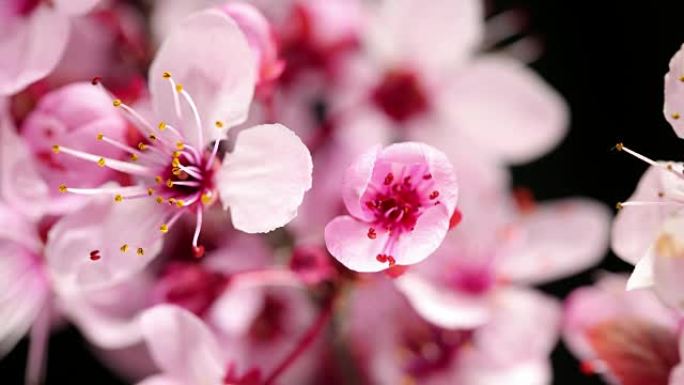 粉红色樱桃树花盛开