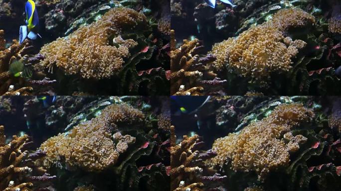 美丽柔软的珊瑚热带鱼群海洋大海野生动物