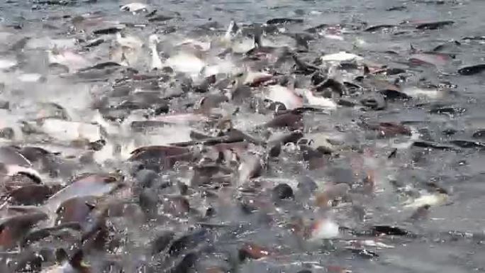 河里的鱼群鱼群喂鱼翻滚