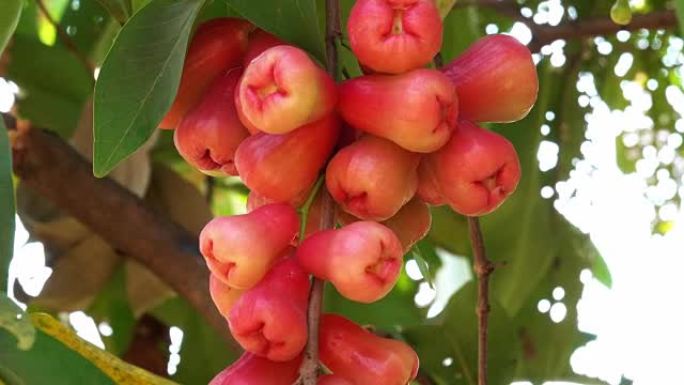 水苹果农产品亚热带水果广西水果