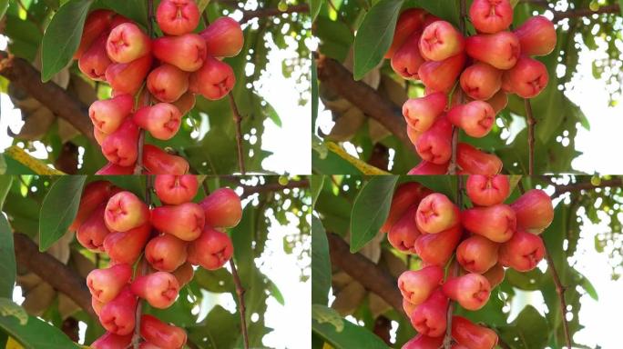 水苹果农产品亚热带水果广西水果