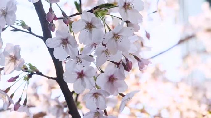 日本樱花日本樱花樱花植物