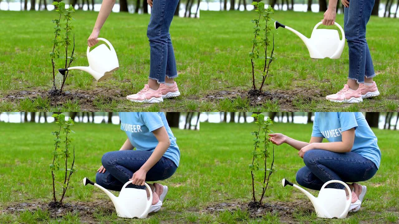 女性青少年志愿者用罐浇灌树苗，自然护理，生态