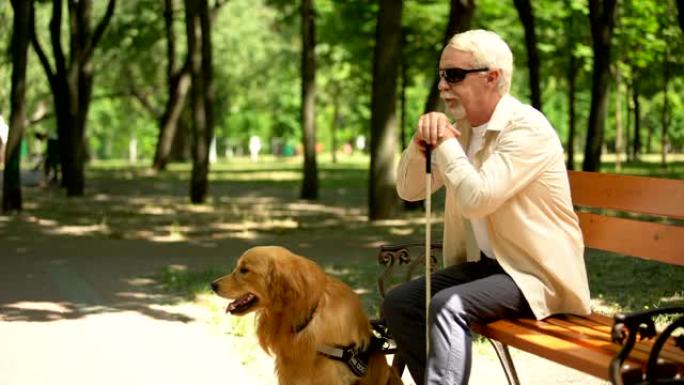 盲人养老金领取者在纯种狗的帮助下孤独地坐在公园里，沮丧