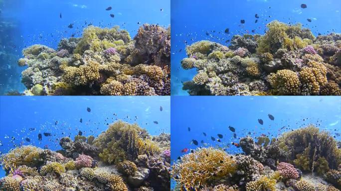有大量fisch/Marsa Alam/埃及的红海珊瑚礁