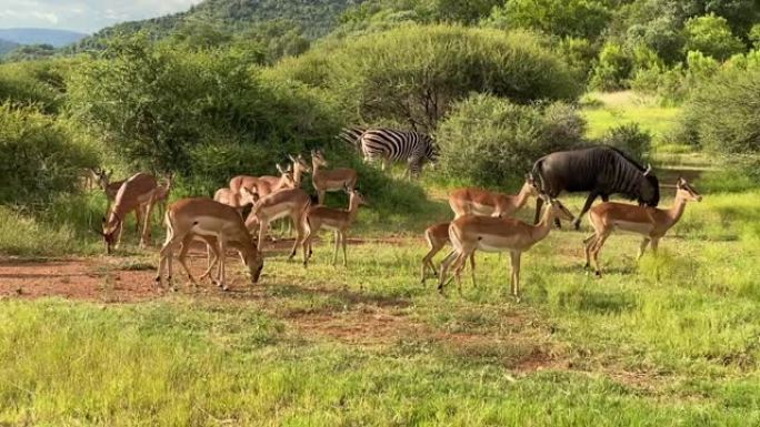 南非田野中的羚羊，牛羚和斑马群