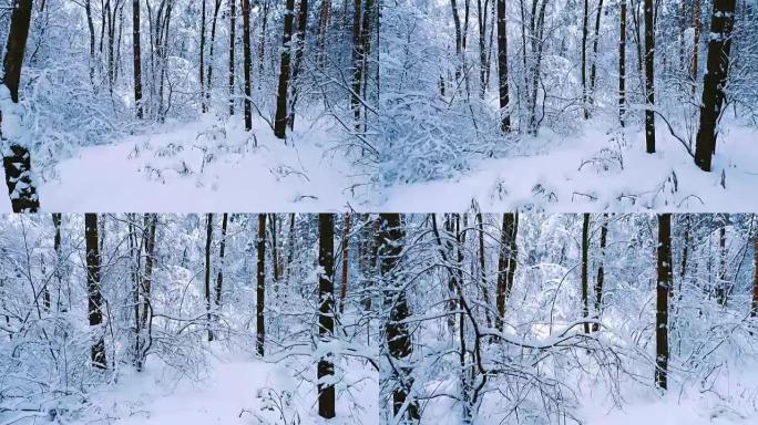 森林里下雪的树枝。冬季仙女背景