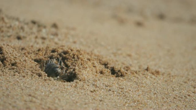 4K: 海滩上的螃蟹