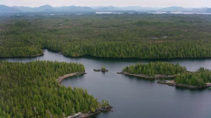 森林和湖泊的鸟瞰图。