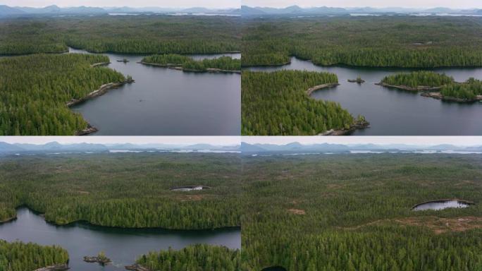 森林和湖泊的鸟瞰图。