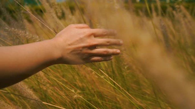 4k镜头特写美丽的手正在抚摸草地。