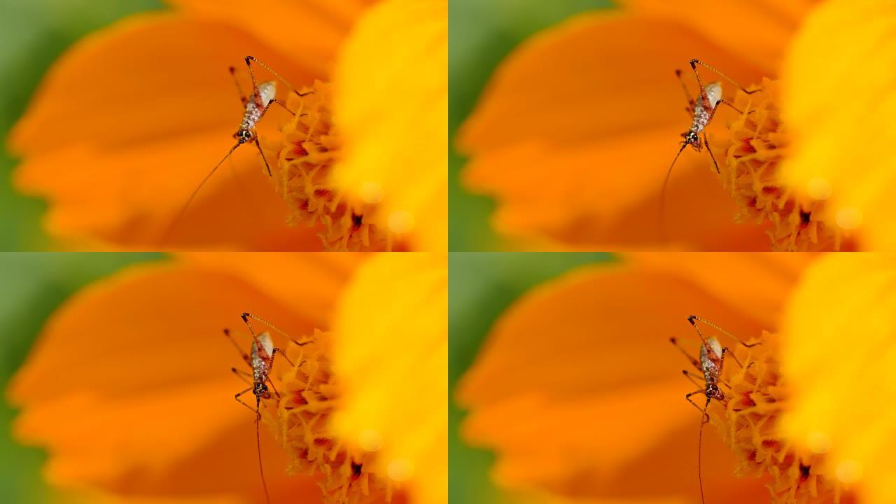 蟋蟀以花为食。蟋蟀以花为食