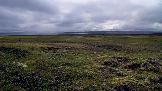 冰岛的苔藓和地衣景观。