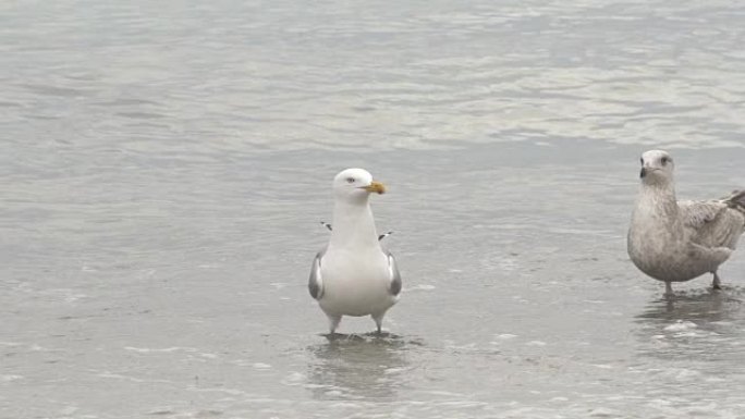 站在浅滩的海鸥