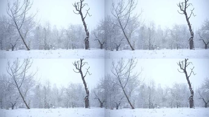 下雪下雪素材冬季景色