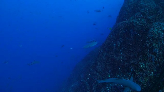 白鳍礁鲨在礁中游泳