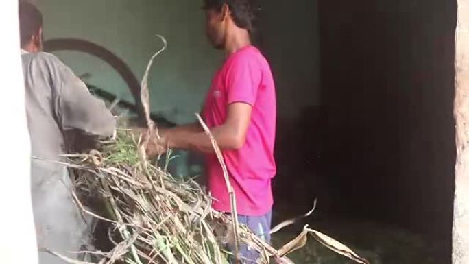 农民cutting silage using chaff cutter