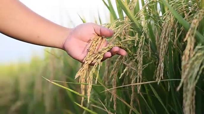 手温柔地抚摸茉莉花米饭。