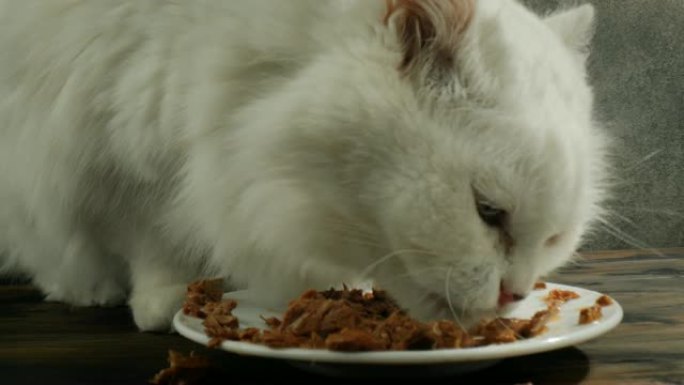猫吃猫粮白色小猫