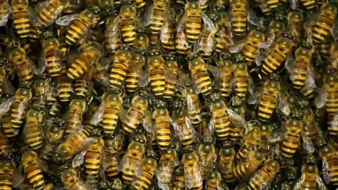 蜂箱上的大群蜜蜂