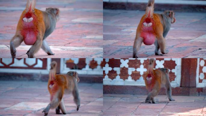 大型猴子，阿尔法雄性，在阿格拉泰姬陵的领土上静静地行走