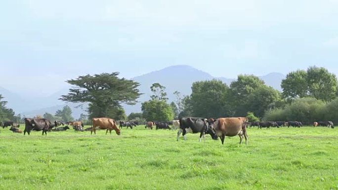 蓝天动物牧场畜牧业放牧草原草坪草地
