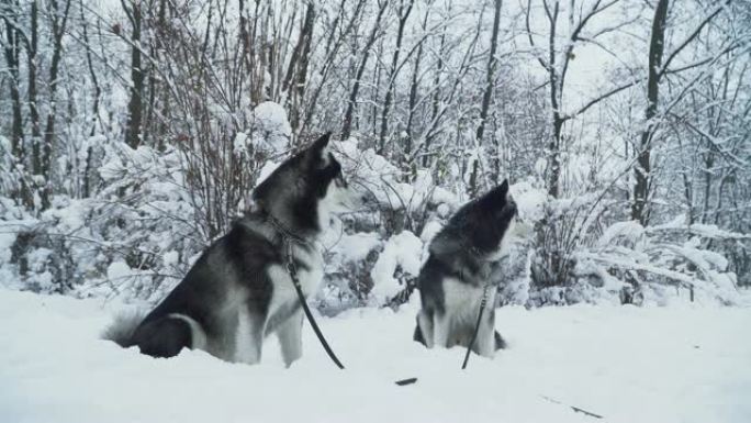 两只美丽的西伯利亚哈士奇狗在睫毛上坐在雪地上冬季白色森林的背景